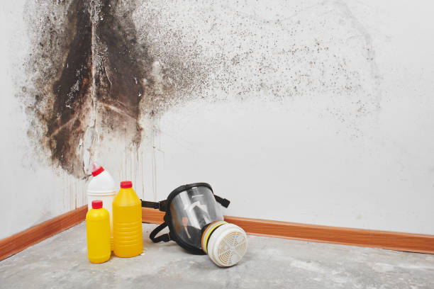 Best Crawl Space Mold Remediation in St Helena, CA