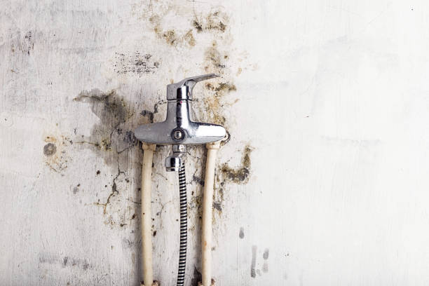 Best Residential Mold Remediation in St Helena, CA