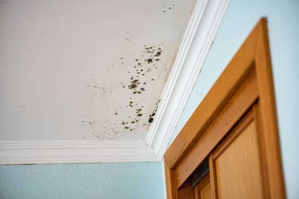 Best Health and Safety Mold Remediation in St Helena, CA