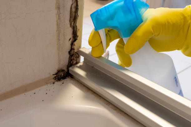  St Helena, CA Mold Removal Pros