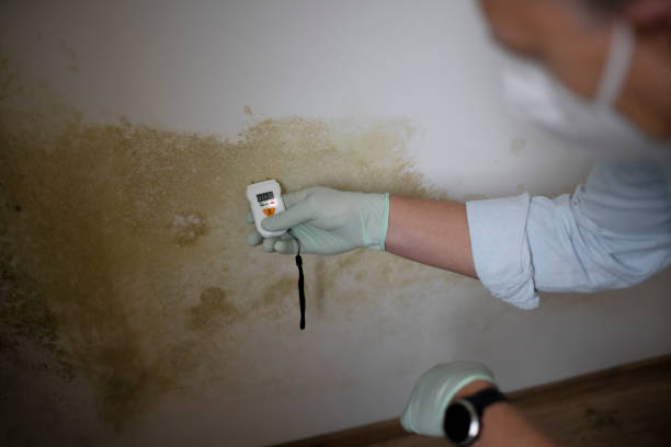 Best Mold Remediation for Schools in St Helena, CA