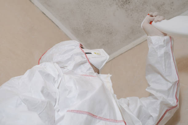 Best Residential Mold Remediation in St Helena, CA