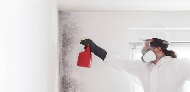 Best Attic Mold Remediation in St Helena, CA