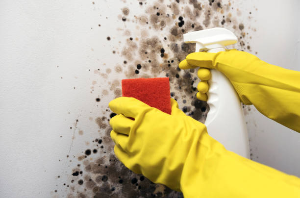 Best HVAC Mold Remediation in St Helena, CA