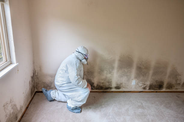 Best Commercial Mold Remediation in St Helena, CA