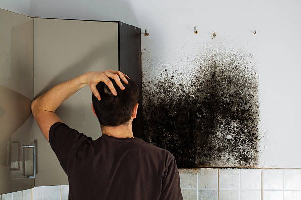 Best Insurance-Related Mold Remediation in St Helena, CA
