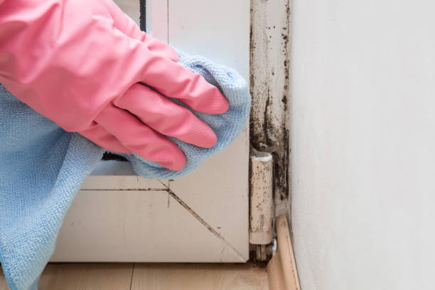 Best Residential Mold Remediation in St Helena, CA