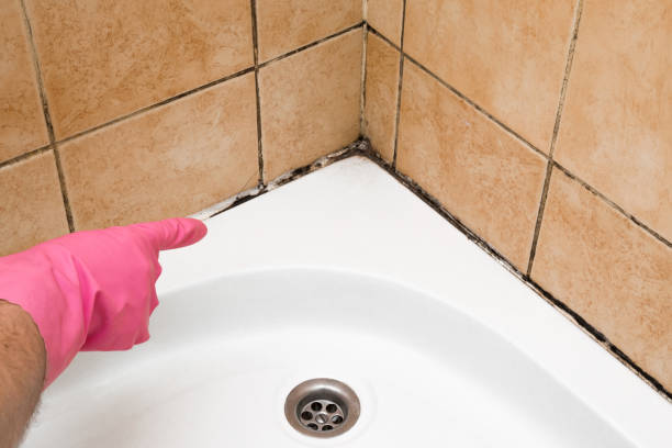 Best Basement Mold Remediation in St Helena, CA